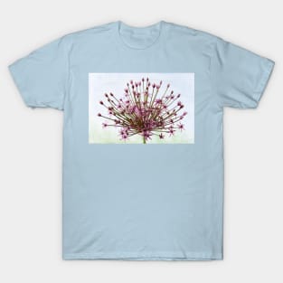 Allium  &#39;Spider&#39;  Ornamental onion T-Shirt